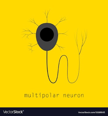 Structure of a motor neuron vector image