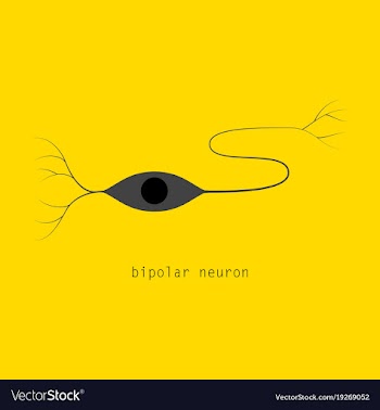 Structure of a motor neuron vector image