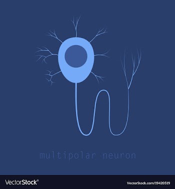 Structure of a motor neuron vector image