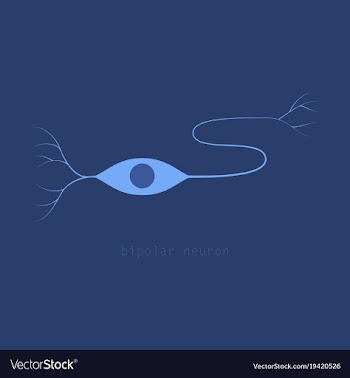 Structure of a motor neuron vector image