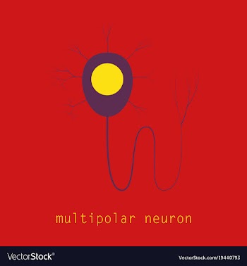 Structure of a motor neuron vector image