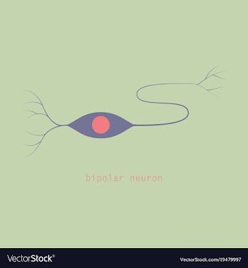 Structure of a motor neuron vector image
