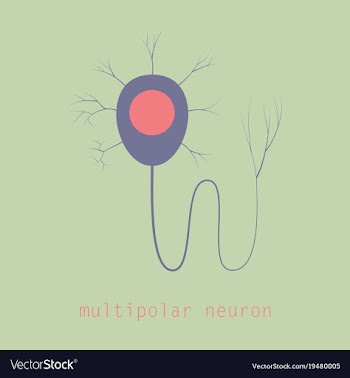 Structure of a motor neuron vector image