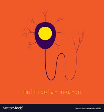 Structure of a motor neuron vector image