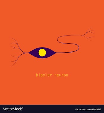 Structure of a motor neuron vector image