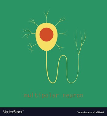 Structure of a motor neuron vector image