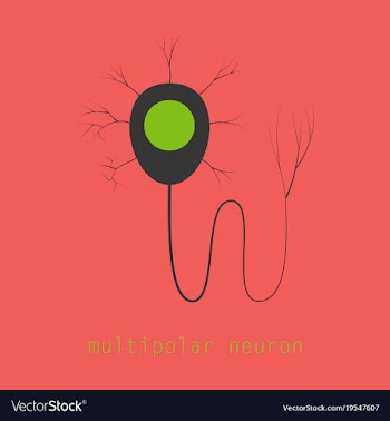 Structure of a motor neuron vector image