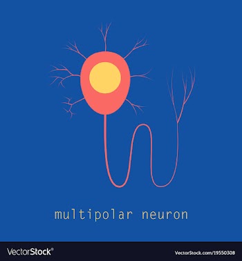 Structure of a motor neuron vector image
