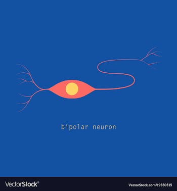 Structure of a motor neuron vector image