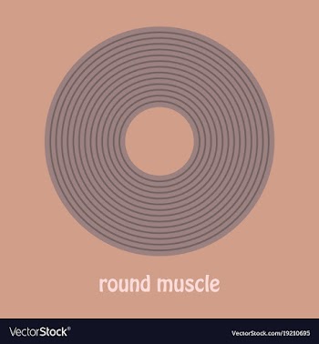 Structure skeletal muscle anatomy vector image
