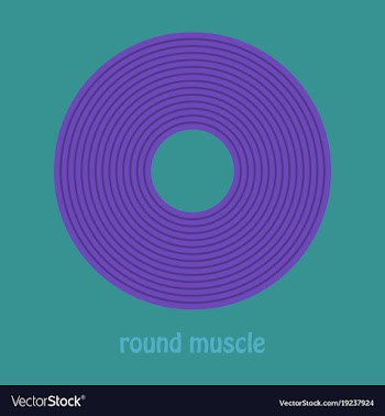 Structure skeletal muscle anatomy vector image