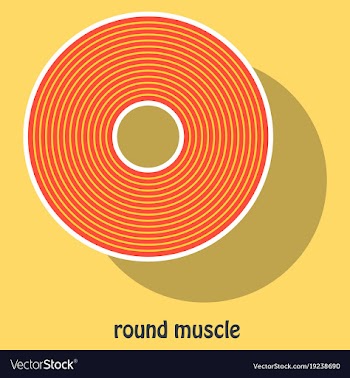 Structure skeletal muscle anatomy vector image