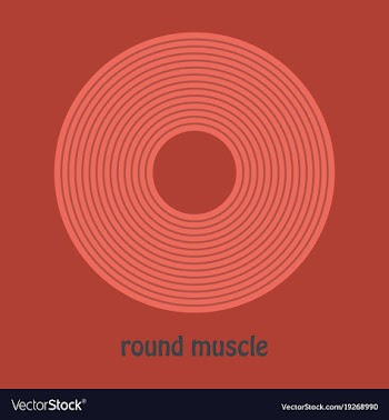 Structure skeletal muscle anatomy vector image