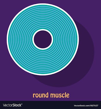 Structure skeletal muscle anatomy vector image