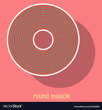Structure skeletal muscle anatomy vector image