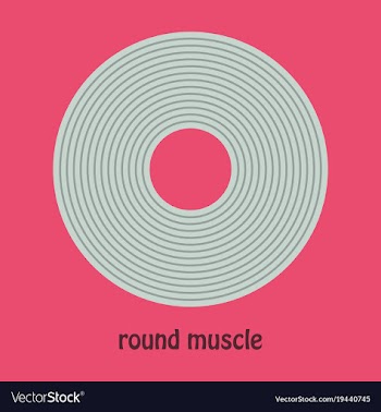 Structure skeletal muscle anatomy vector image