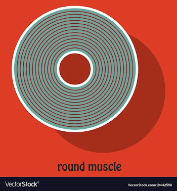 Structure skeletal muscle anatomy vector image