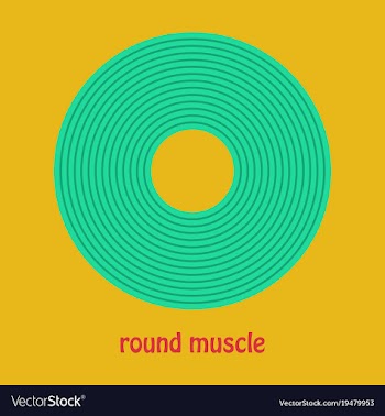 Structure skeletal muscle anatomy vector image
