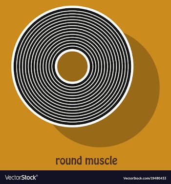 Structure skeletal muscle anatomy vector image