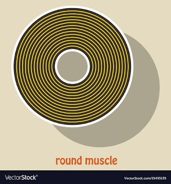 Structure skeletal muscle anatomy vector image