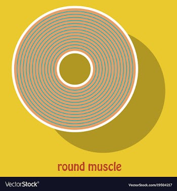 Structure skeletal muscle anatomy vector image