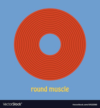 Structure skeletal muscle anatomy vector image