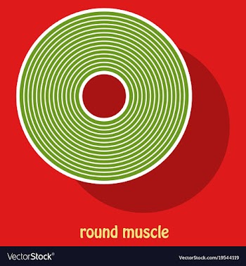 Structure skeletal muscle anatomy vector image
