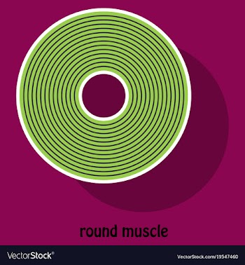 Structure skeletal muscle anatomy vector image