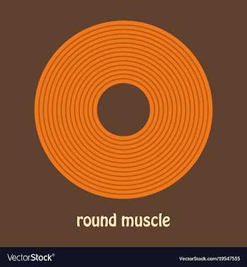 Structure skeletal muscle anatomy vector image
