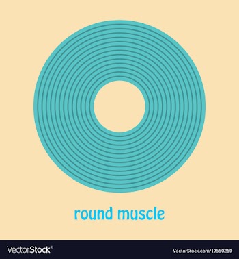 Structure skeletal muscle anatomy vector image