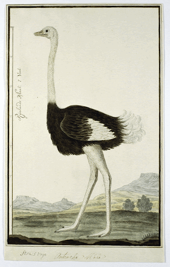 Struthio camelus (Struisvogel) (1777&ndash;1786) painting | Free Photo - rawpixel