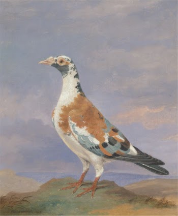 Studies of carrier pigeon | Free Photo - rawpixel