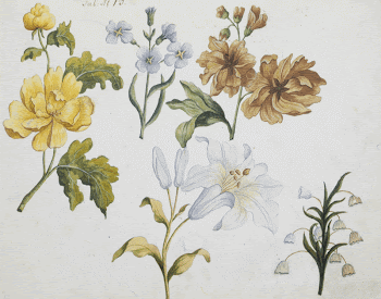 Studies of Five Flowers (Tab: | Free Photo - rawpixel