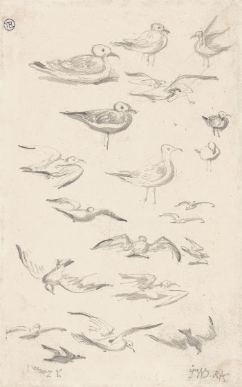 Studies of Gulls | Free Photo - rawpixel