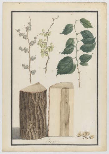 Studies of the leaves, blossoms, | Free Photo - rawpixel