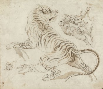 Study for a Tiger and | Free Photo - rawpixel