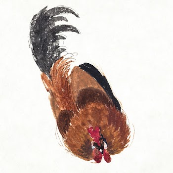 Study of a dead rooster (ca. 1720&ndash;1792)… | Free public domain illustration