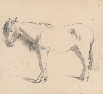 Study of a horse with long | Free Photo - rawpixel