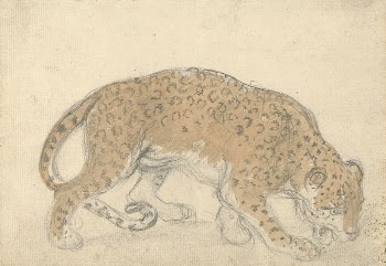 Study of a leopard | Free Photo - rawpixel