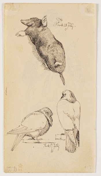 Study of a mole and | Free Photo - rawpixel