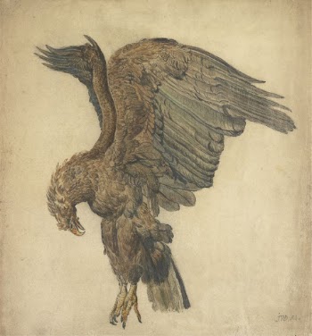 Study of a Plunging Eagle | Free Photo - rawpixel