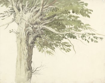 Study of a Pollarded Tree | Free Photo - rawpixel