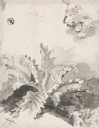 Study of a Thistle and | Free Photo - rawpixel