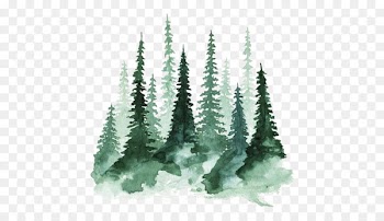 Study of a Tree Watercolor painting Pine - forest 