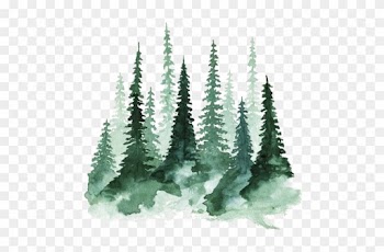 Study Of A Tree Watercolor Painting Pine - Watercolor Trees