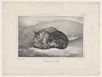 Study of Cats | Free Photo - rawpixel
