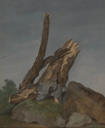 Study of Rocks and Branches | Free Photo - rawpixel