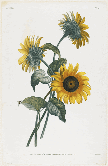 Study of Sunflowers (1805) painting | Free Photo - rawpixel