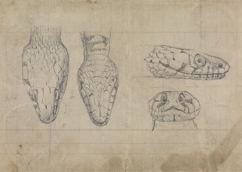 Study of the Head of a Snake | Free Photo - rawpixel