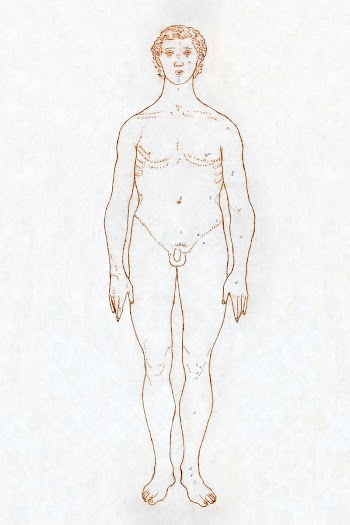 Study of the Human Figure, Anterior View… | Free public domain illustration